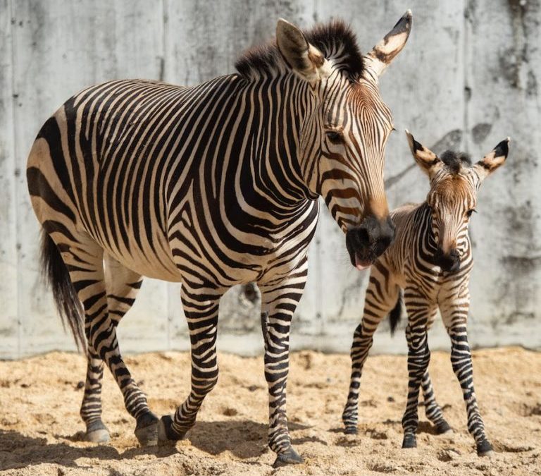 Zebra Cebra nacida born Disney World Planning Orlando