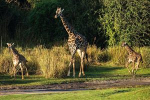 Jirafas Expedition Kilimanjaro atracciones shows Disney´s Animal Kingdom trucos secretos curiosidades tips 2