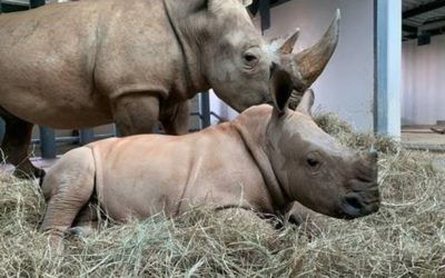 Baby rinoceronte ya tiene nombre